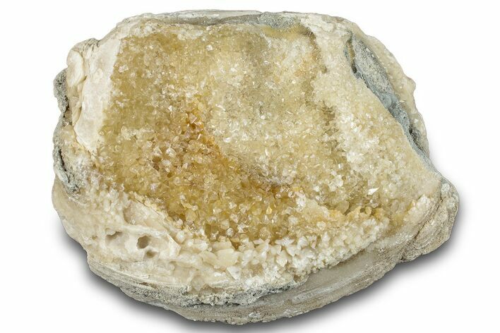 Fossil Clam (Mercenaria) - Rucks' Pit, FL #280496